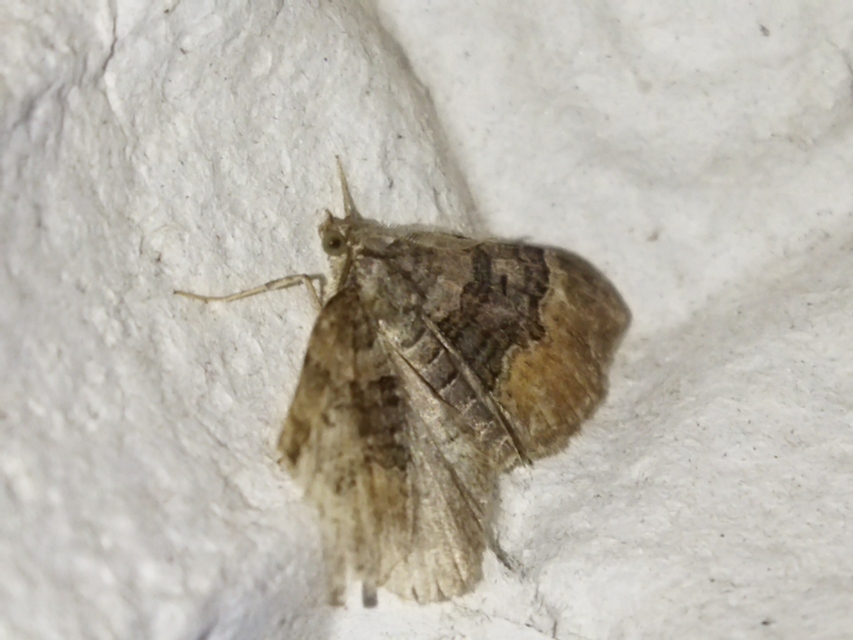 Xanthorhoe quadrifasiata - négysávos tarkaaraszoló
