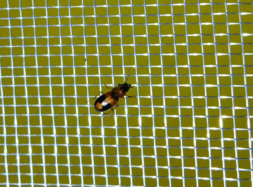 Badister meridionalis - közönséges posványfutonc