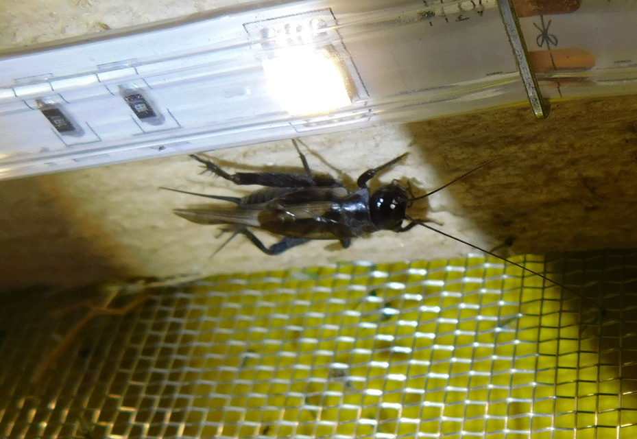 Eumodicogryllus bordigalensis - bordói tücsök