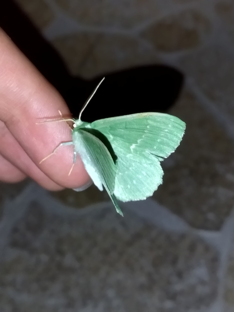 Geometra papilionaria - nagy zöldaraszoló