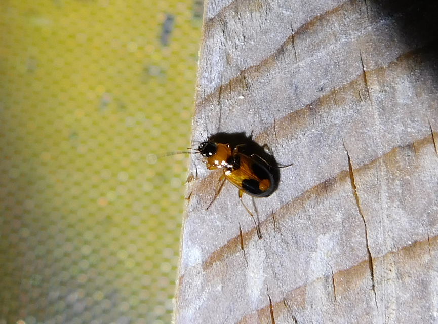 Badister meridionalis - közönséges posványfutonc
