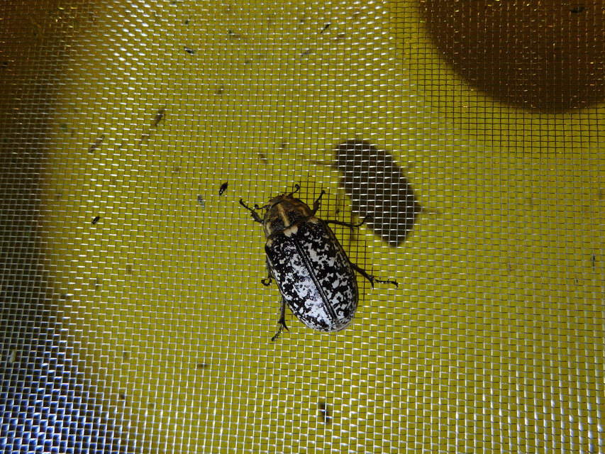 Polyphylla fullo - csapó cserebogár