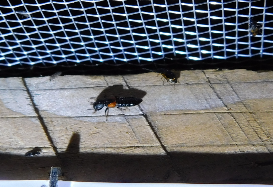 Bledius tricornis - háromszarvú ásóholyva Bledius tricornis - háromszarvú ásóholyva