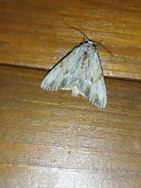 Apamea lithoxylaea - fakó dudvabagoly