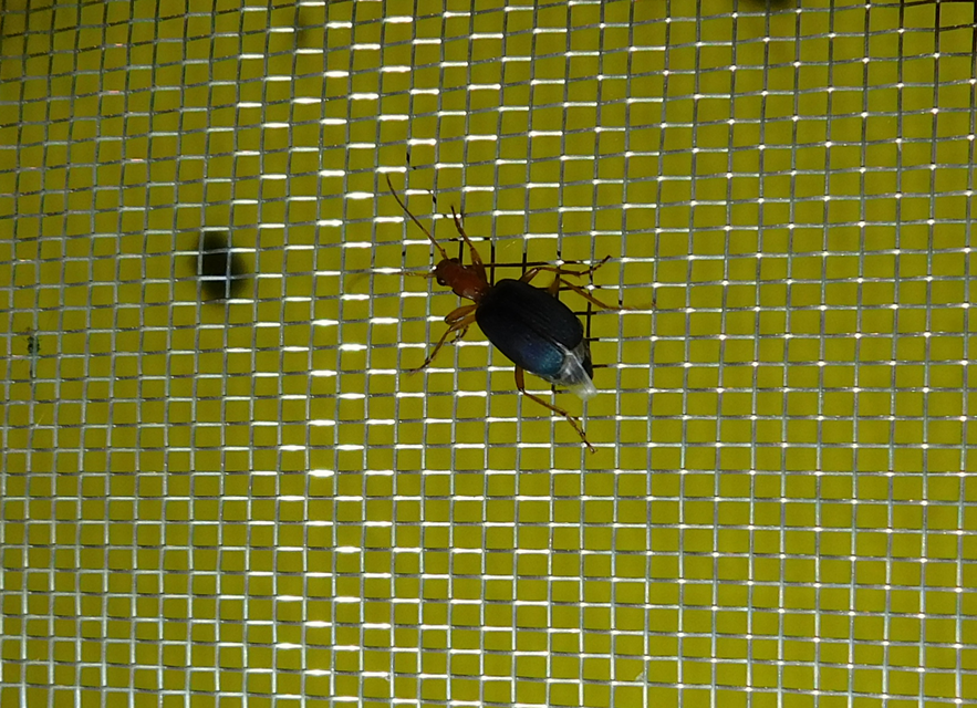 Brachinus