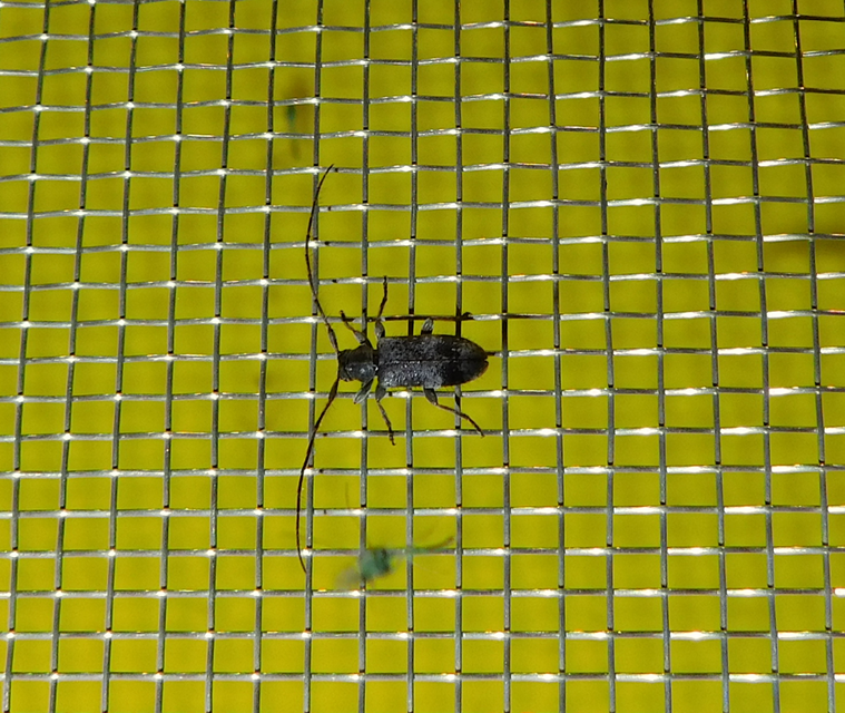 Exocentrus adspersus - tölgyfa-rőzsecincér