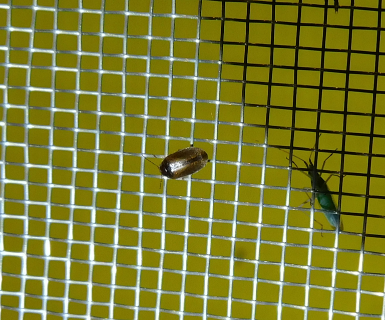 Scirtidae - rétbogárfélék