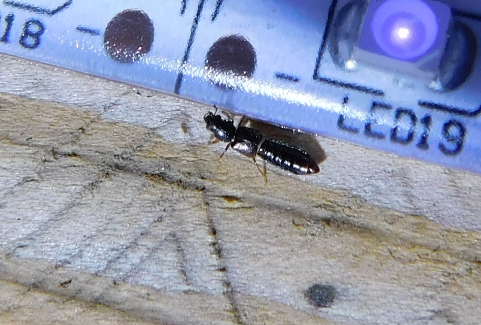 Bledius Bledius