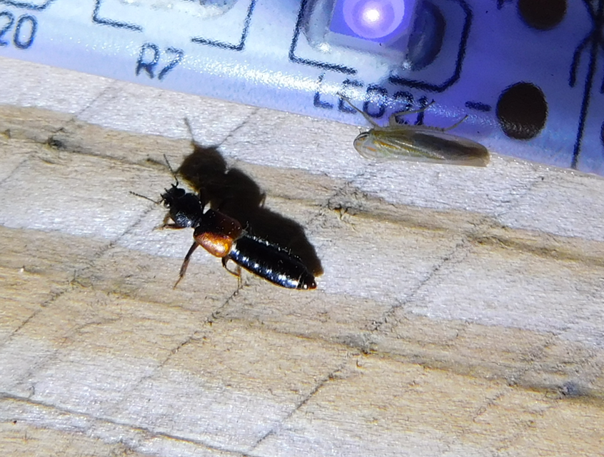 Bledius tricornis - háromszarvú ásóholyva Bledius tricornis - háromszarvú ásóholyva