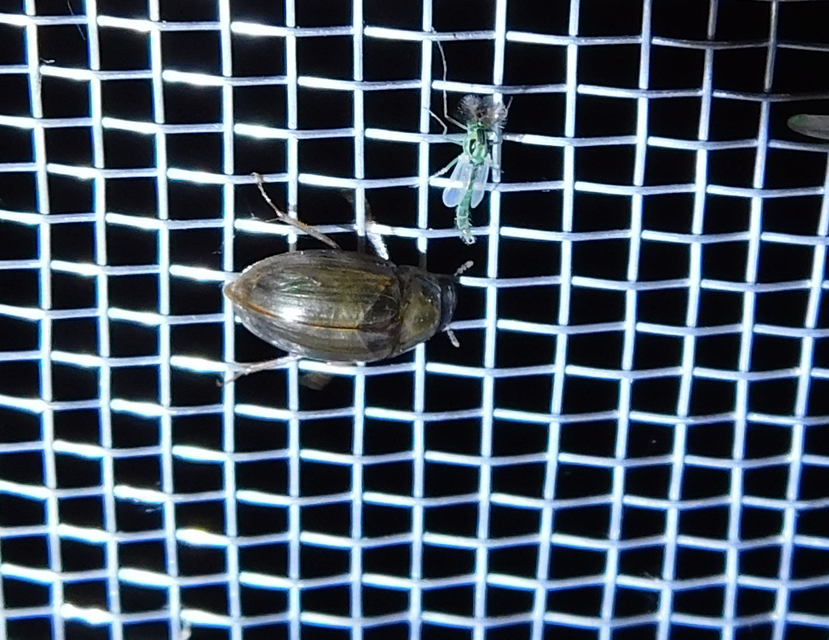 Enochrus Enochrus
