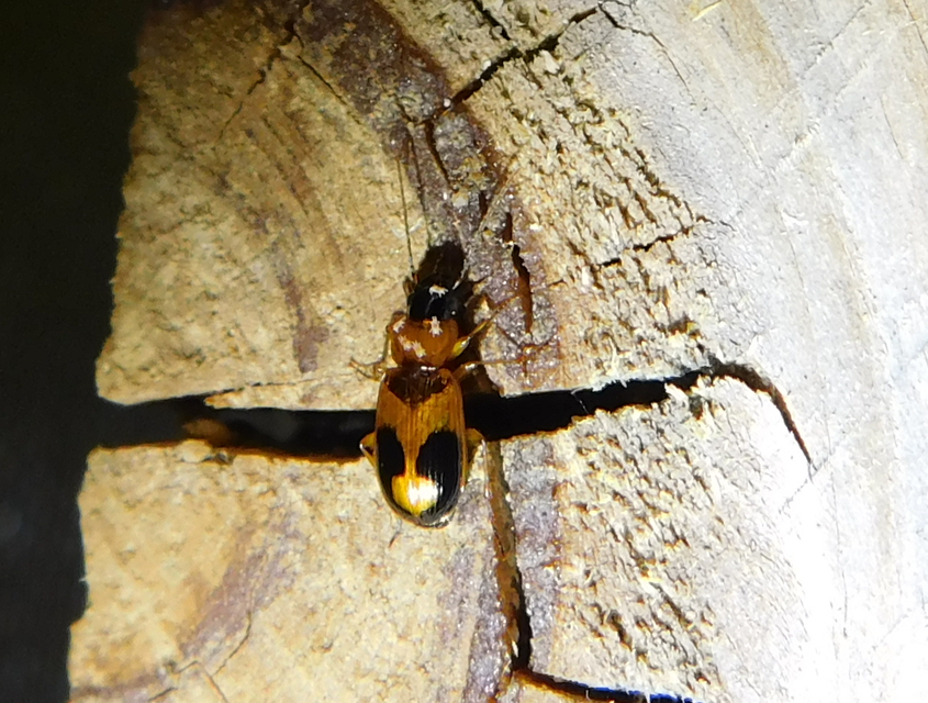 Badister meridionalis - közönséges posványfutonc