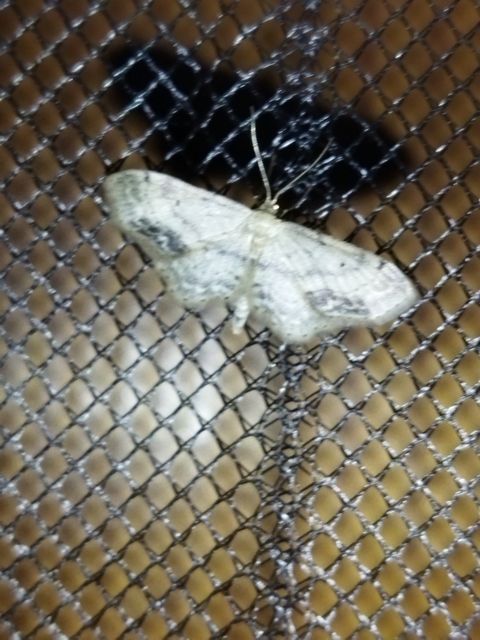 Idaea dimidiata - gyakori apróaraszoló