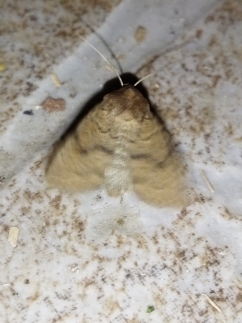 Hoplodrina octogenaria - barna selymesbagoly