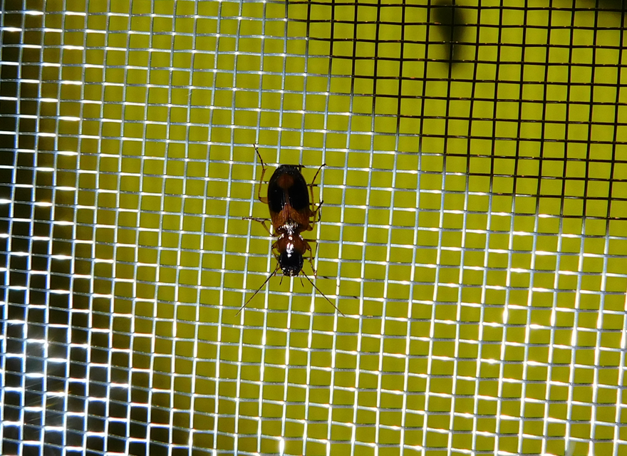 Badister meridionalis - közönséges posványfutonc