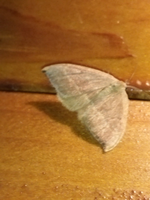 Watsonalla cultraria - bükkfa-sarlósszövő