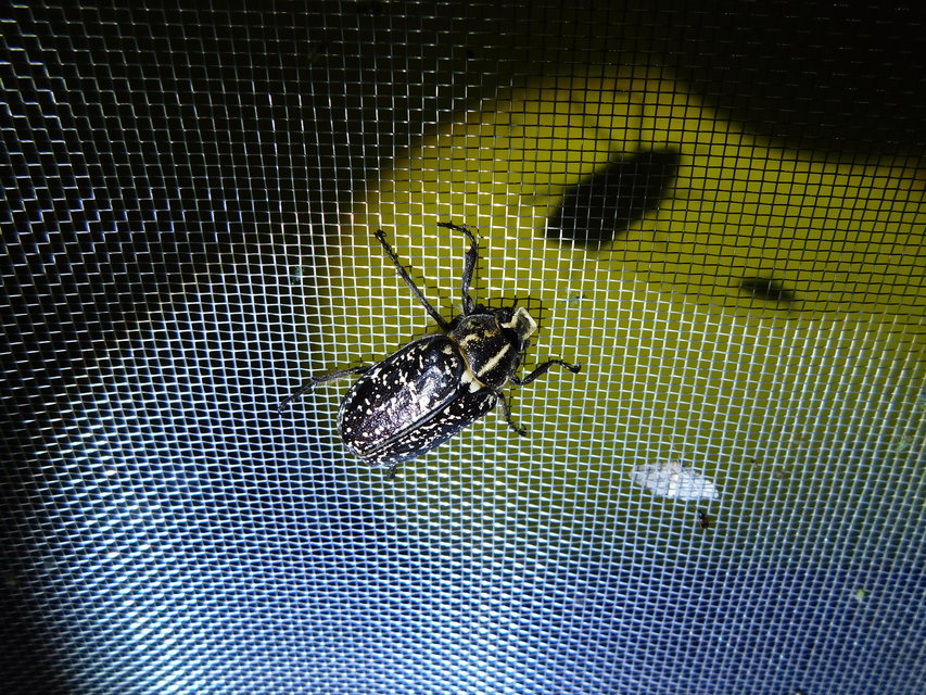 Polyphylla fullo - csapó cserebogár