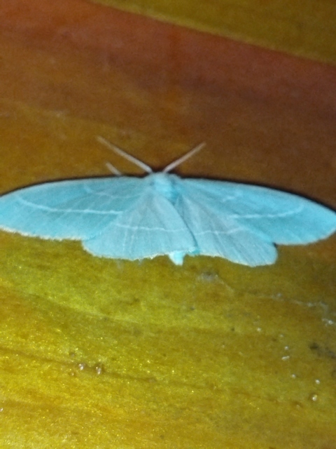 Hemistola chrysoprasaria - kékes zöldaraszoló