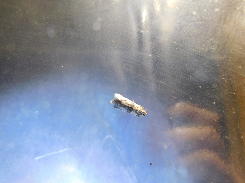 Sciota rhenella - alföldi karcsúmoly