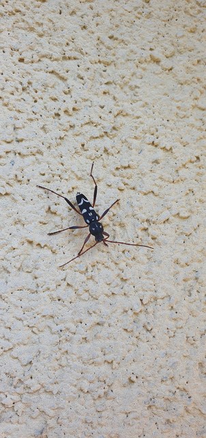 Isotomus speciosus - nyírfa-darázscincér