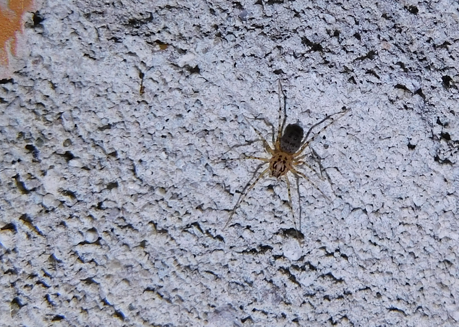 Scytodes thoracica - közönséges csupaszpók