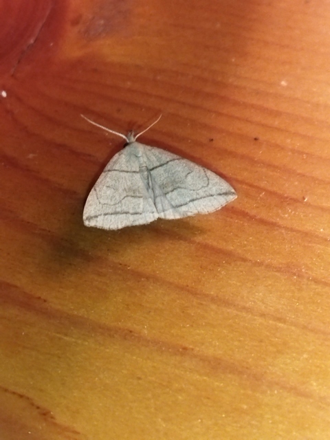 Herminia grisealis - ligeti karcsúbagoly