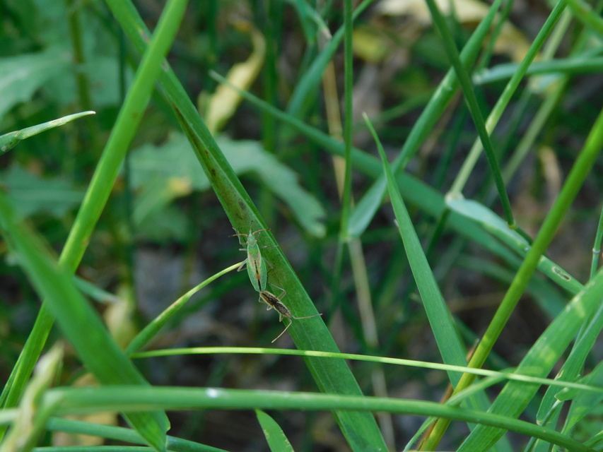 Myrmus miriformis - kurtaszárnyú karimáspoloska