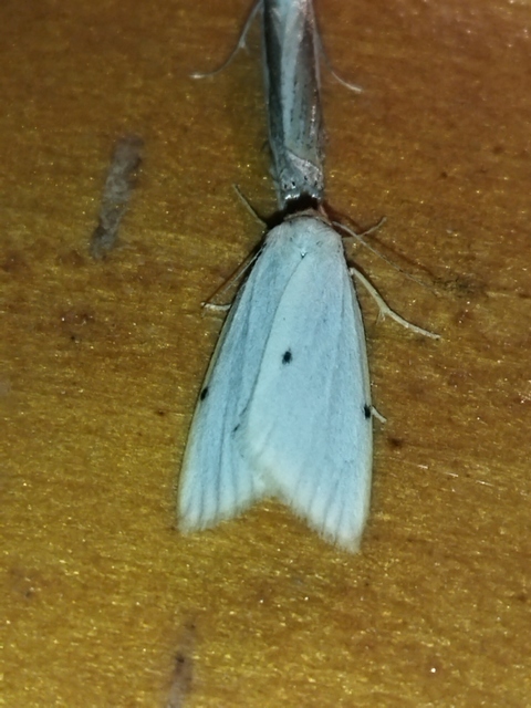 Cybosia mesomella - csontszínű molyszövő