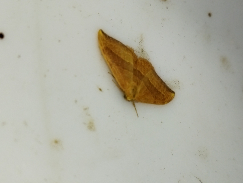 Watsonalla cultraria - bükkfa-sarlósszövő