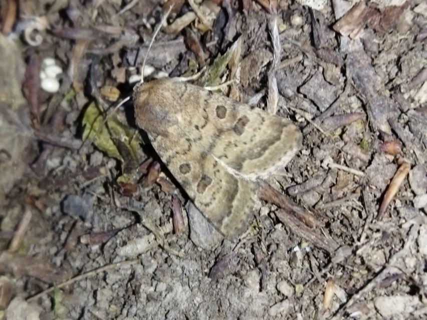 Hoplodrina octogenaria - barna selymesbagoly