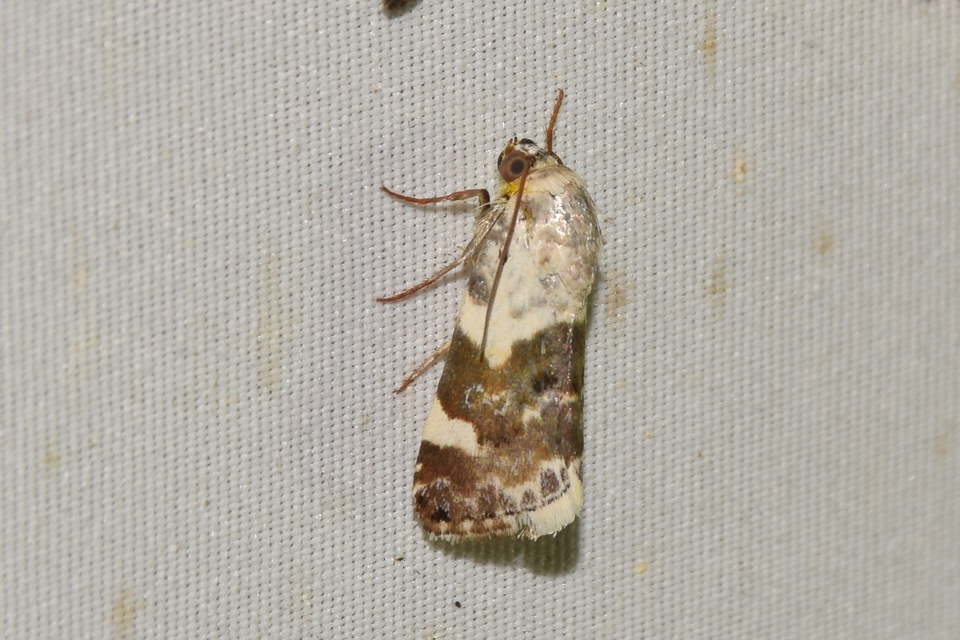 Acontia lucida - fehér nappalibagoly