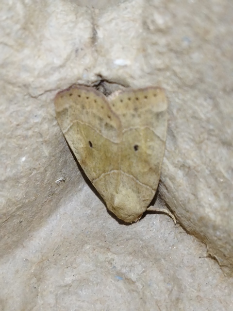 Cosmia trapezina - közönséges lombbagoly
