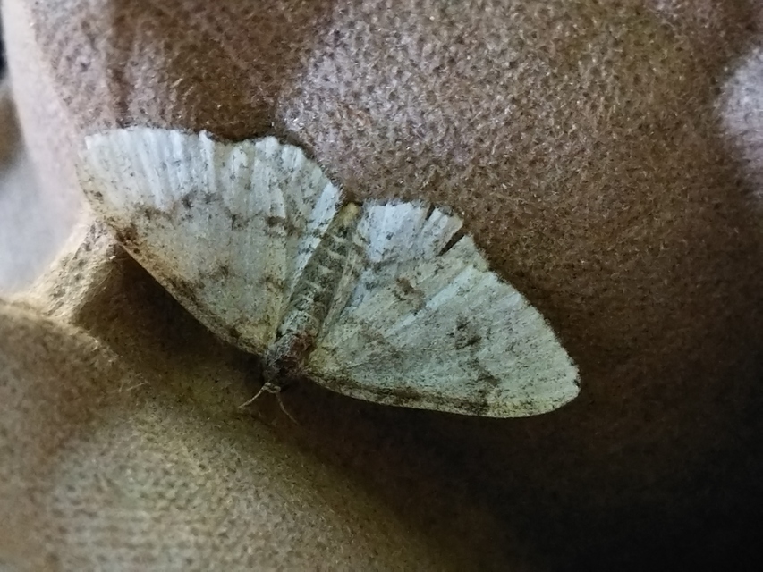 Hydrelia sylvata - havasi lápiaraszoló