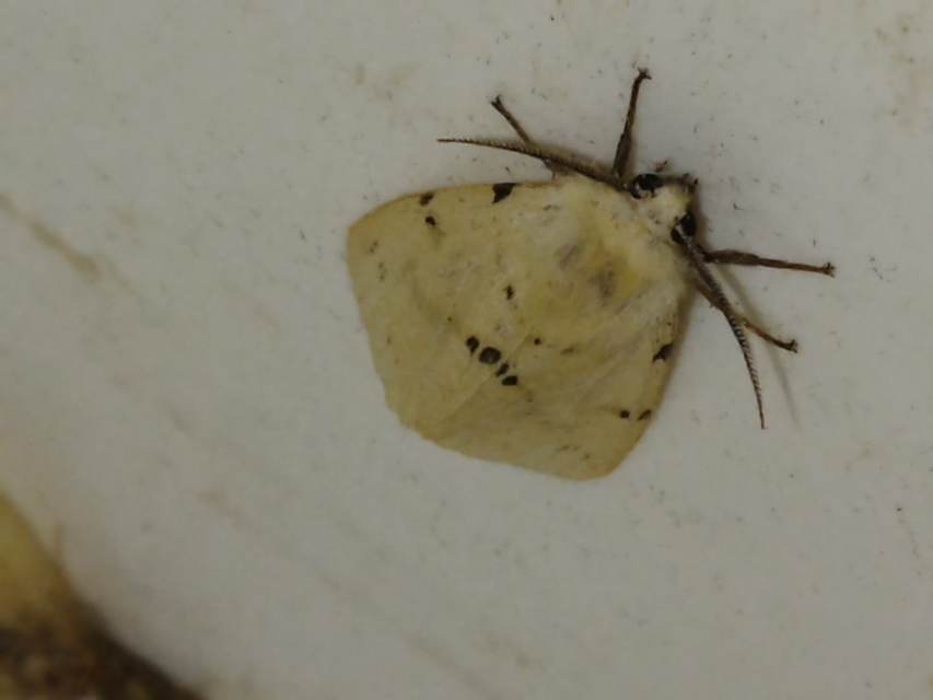 Spilarctia lutea - sárgás medvelepke