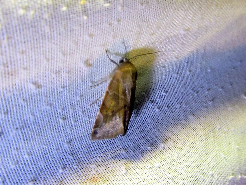Cosmia affinis - barna lombbagoly