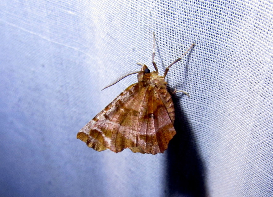 Selenia dentaria - kétfoltos holdasaraszoló