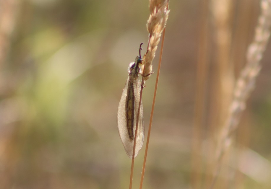 Myrmecaelurus trigrammus - hangyafarkas