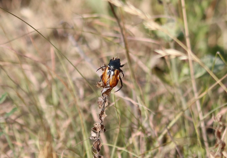 Anisoplia austriaca - osztrák szipoly