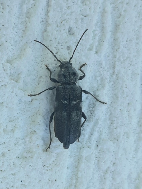Hylotrupes bajulus - házicincér