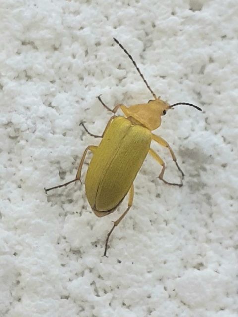 Cteniopus sulphureus - közönséges kénbogár