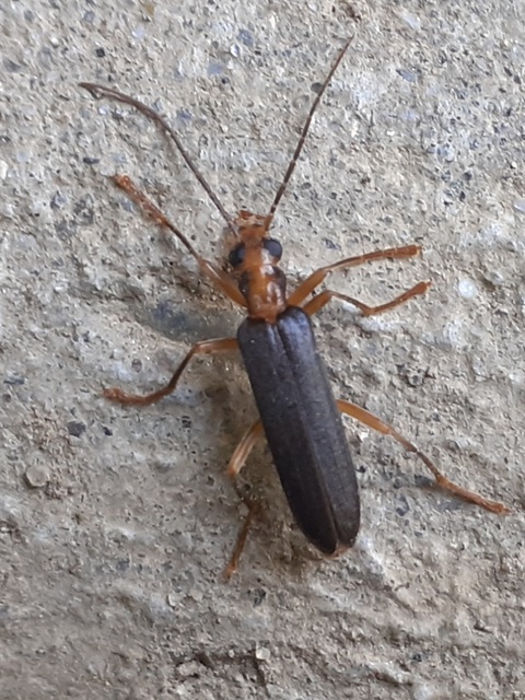 Nacerdes carniolica - karnóliai álcincér