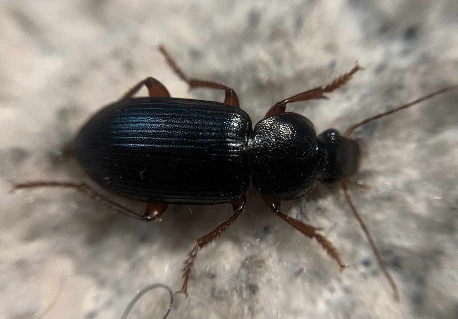 Ophonus ardosiacus - kereknyakú bársonyfutó