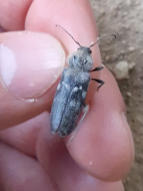 Hylotrupes bajulus - házicincér