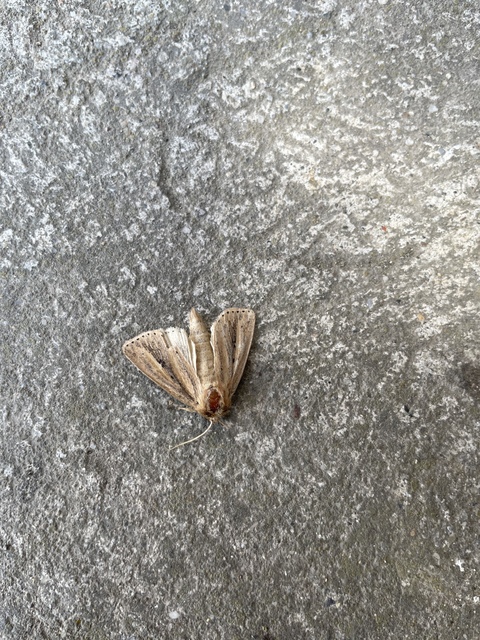 Globia sparganii - nagy nádibagoly