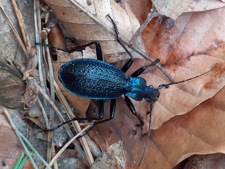 Carabus intricatus - kék laposfutrinka
