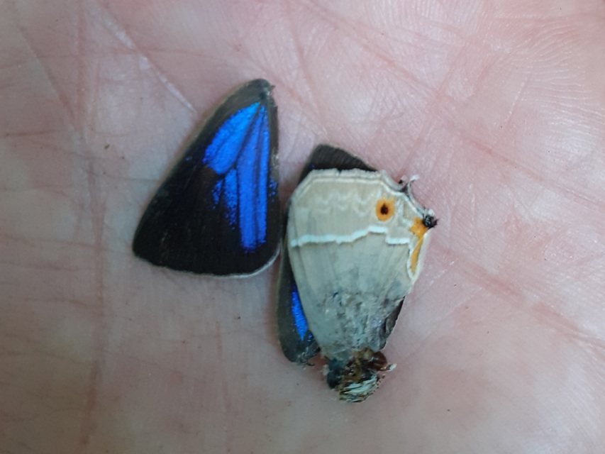 Neozephyrus quercus - tölgyfalepke