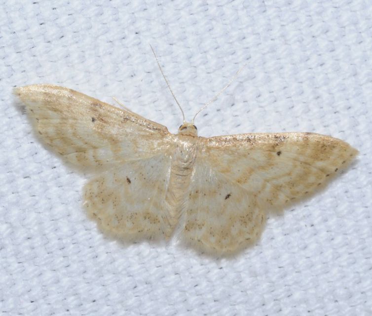 Idaea fuscovenosa - szürkeszélű apróaraszoló