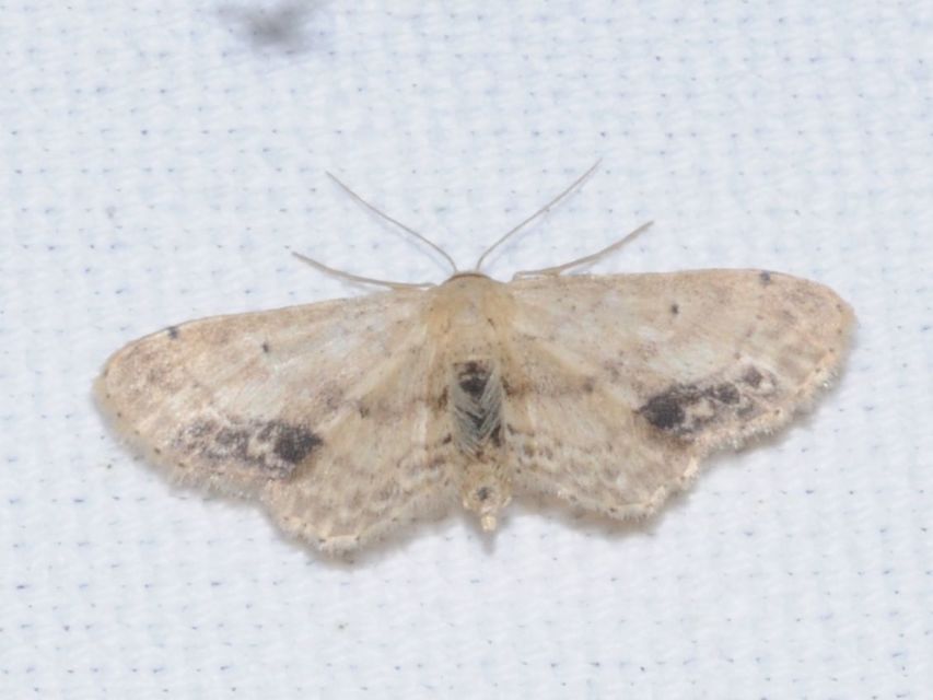 Idaea dimidiata - gyakori apróaraszoló