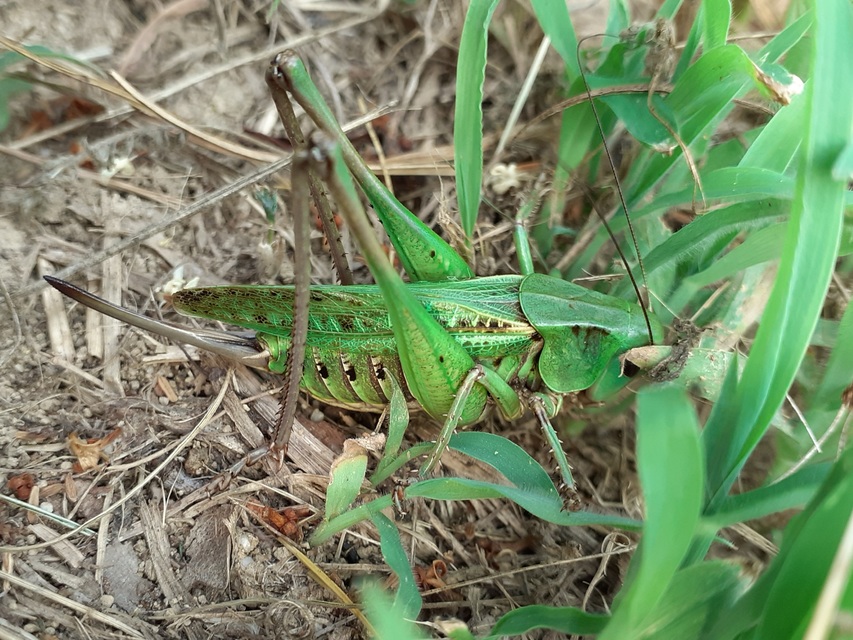 Decticus verrucivorus - szemölcsevő szöcske