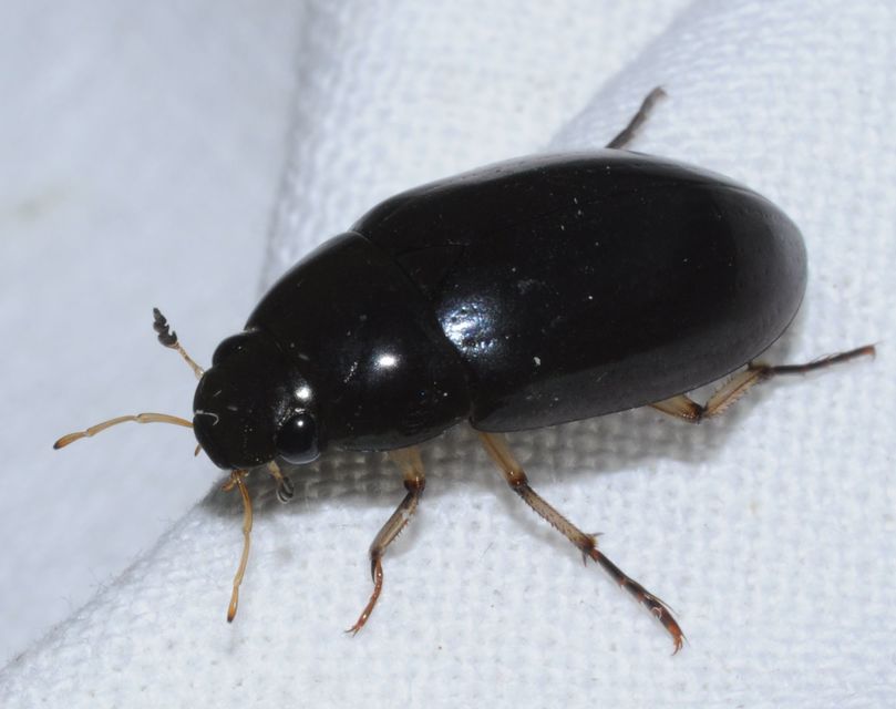 Hydrochara flavipes - sárgalábú csibor
