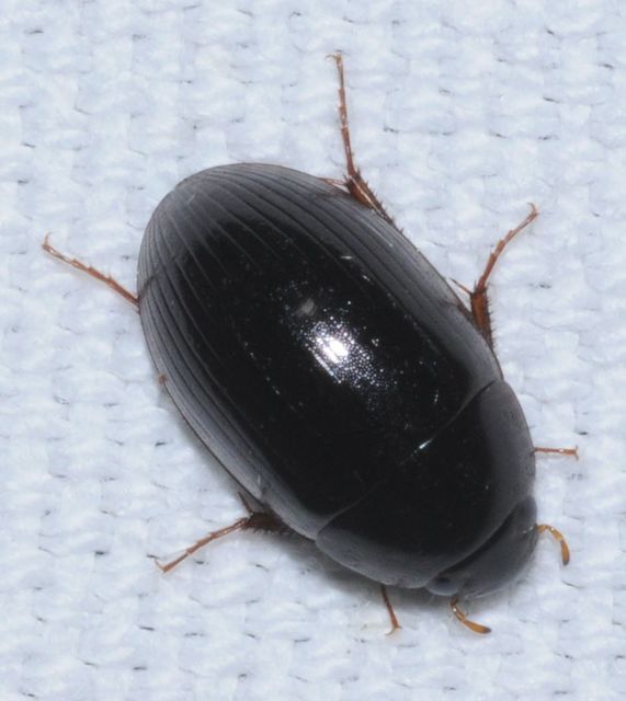 Hydrobius